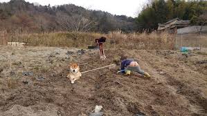 情報量が多い画像を貼るトピ