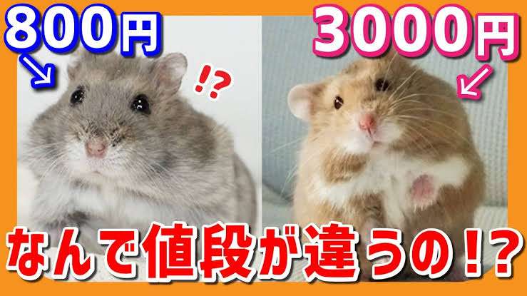 【ペットの種類不問】買ってよかったと思うペット関連用品