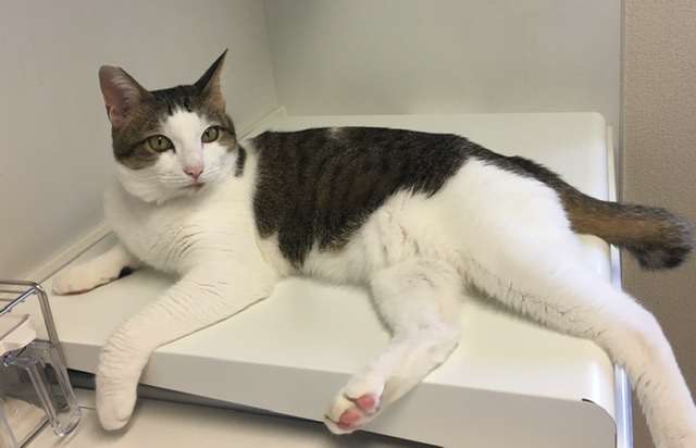 【ペットの種類不問】買ってよかったと思うペット関連用品