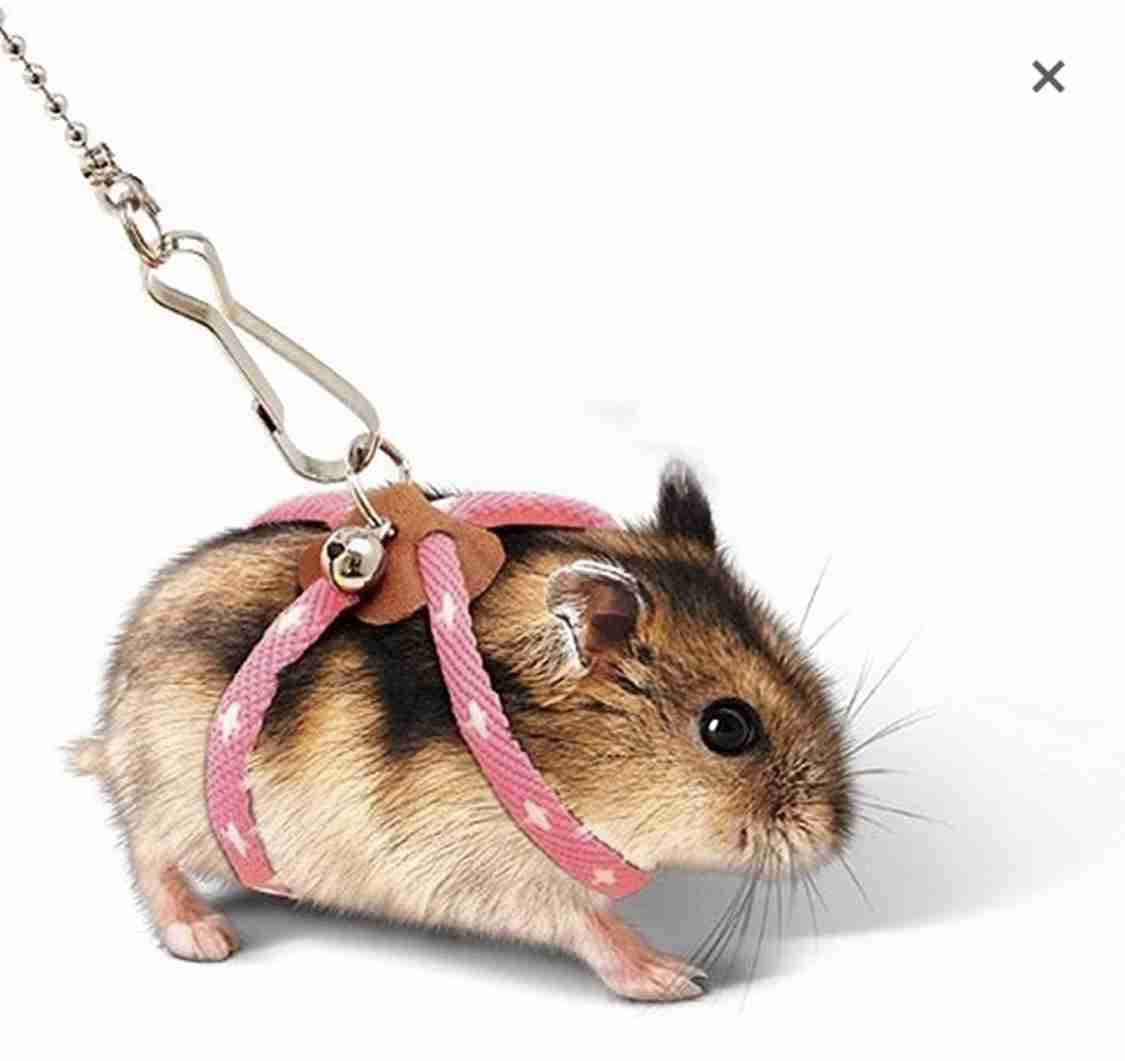 【ペットの種類不問】買ってよかったと思うペット関連用品