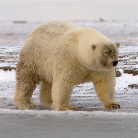 アメリカ人の6％は「素手でクマに勝てる」と思っている事が判明