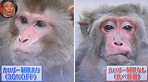 見た目が若い人、若さの秘訣は何でしょう？