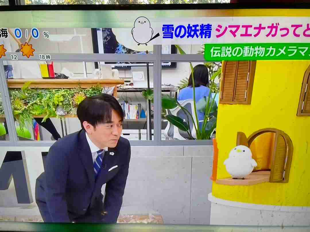 Twitterで約8万いいね「シマエナガおにぎり」のトリコになる人続出。作り方のポイントを伝授!