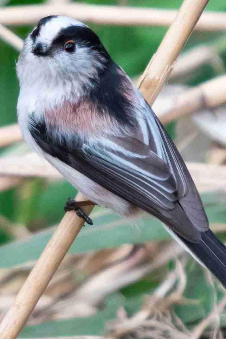Twitterで約8万いいね「シマエナガおにぎり」のトリコになる人続出。作り方のポイントを伝授!