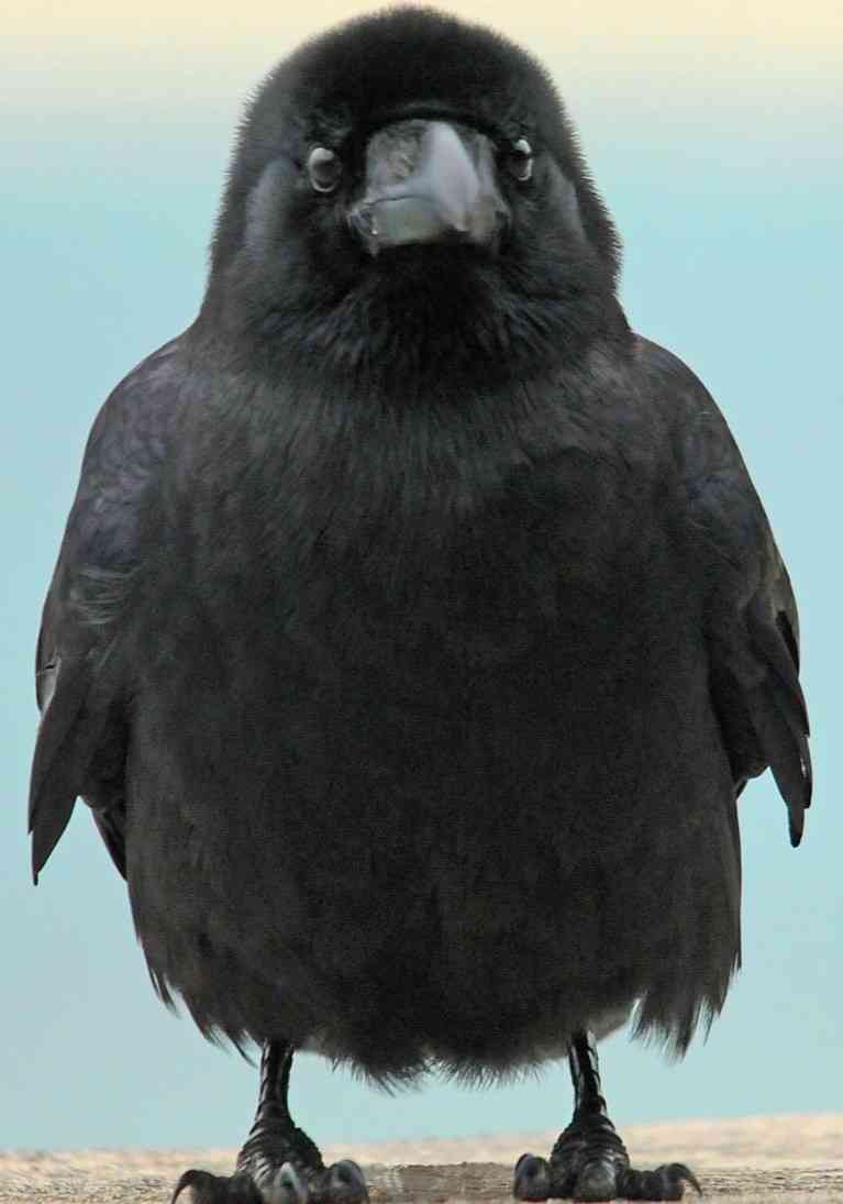 住宅街でカラスの死骸…胃の内容物から