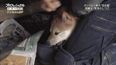 人を噛んで“殺処分”寸前のドーベルマンを保護 「問題は犬種ではなく飼い主の育て方」更生に挑んだトレーナー男性が訴え