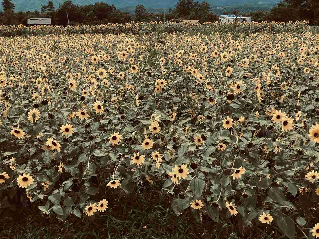 昭和っぽく写真を撮るトピ