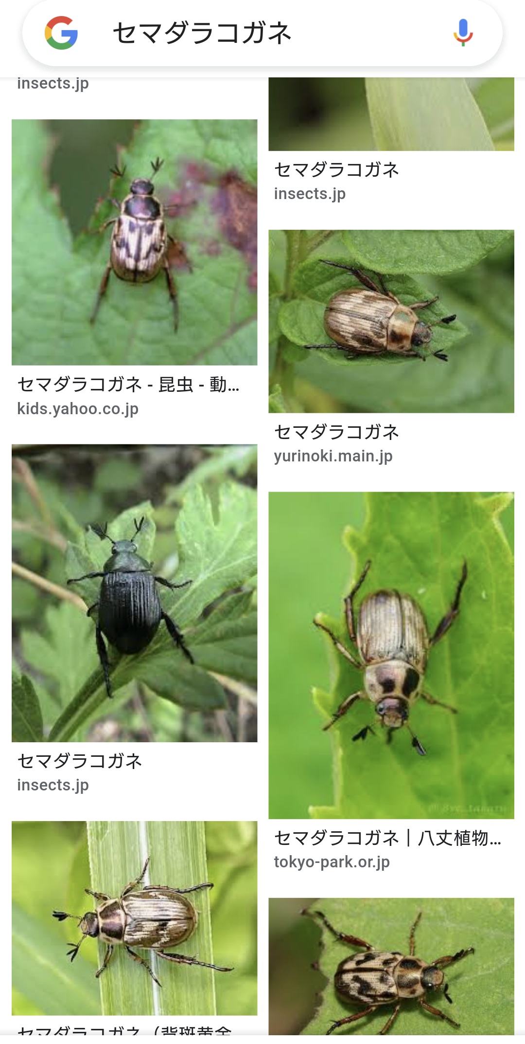 [緊急]耳に虫が入った[事態]