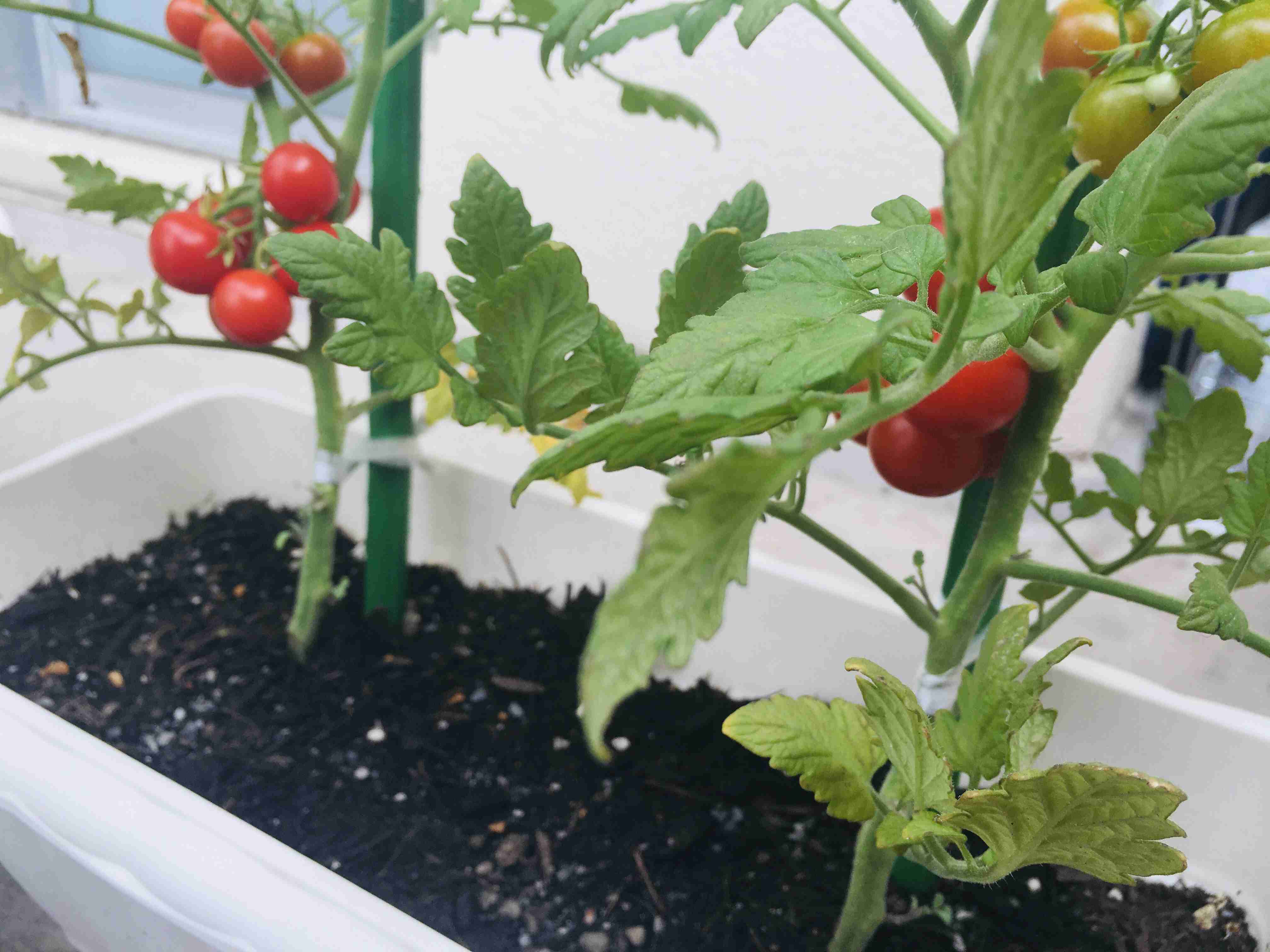 ベランダ菜園してる人