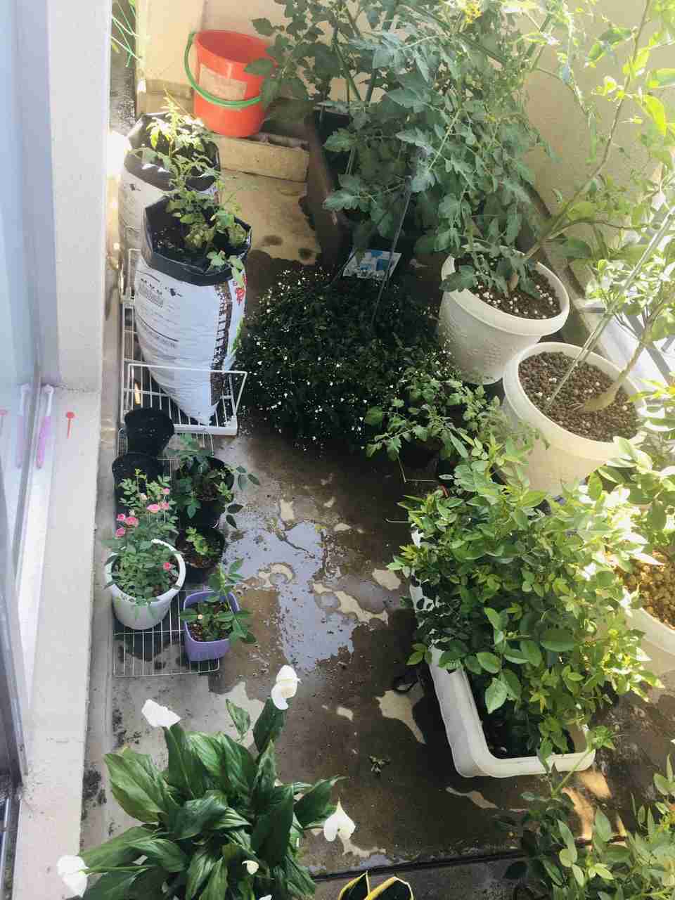 ベランダ菜園してる人