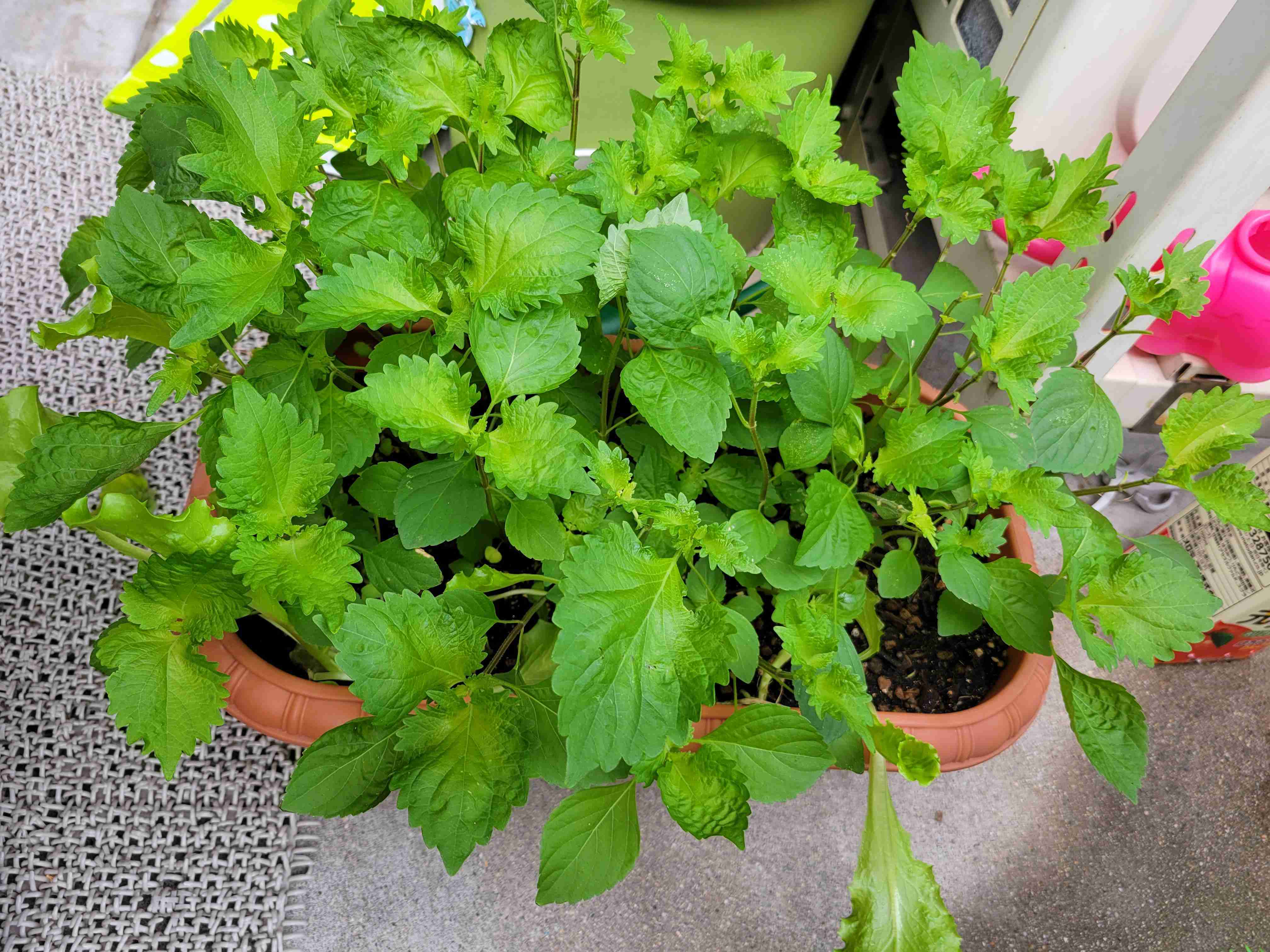 ベランダ菜園してる人