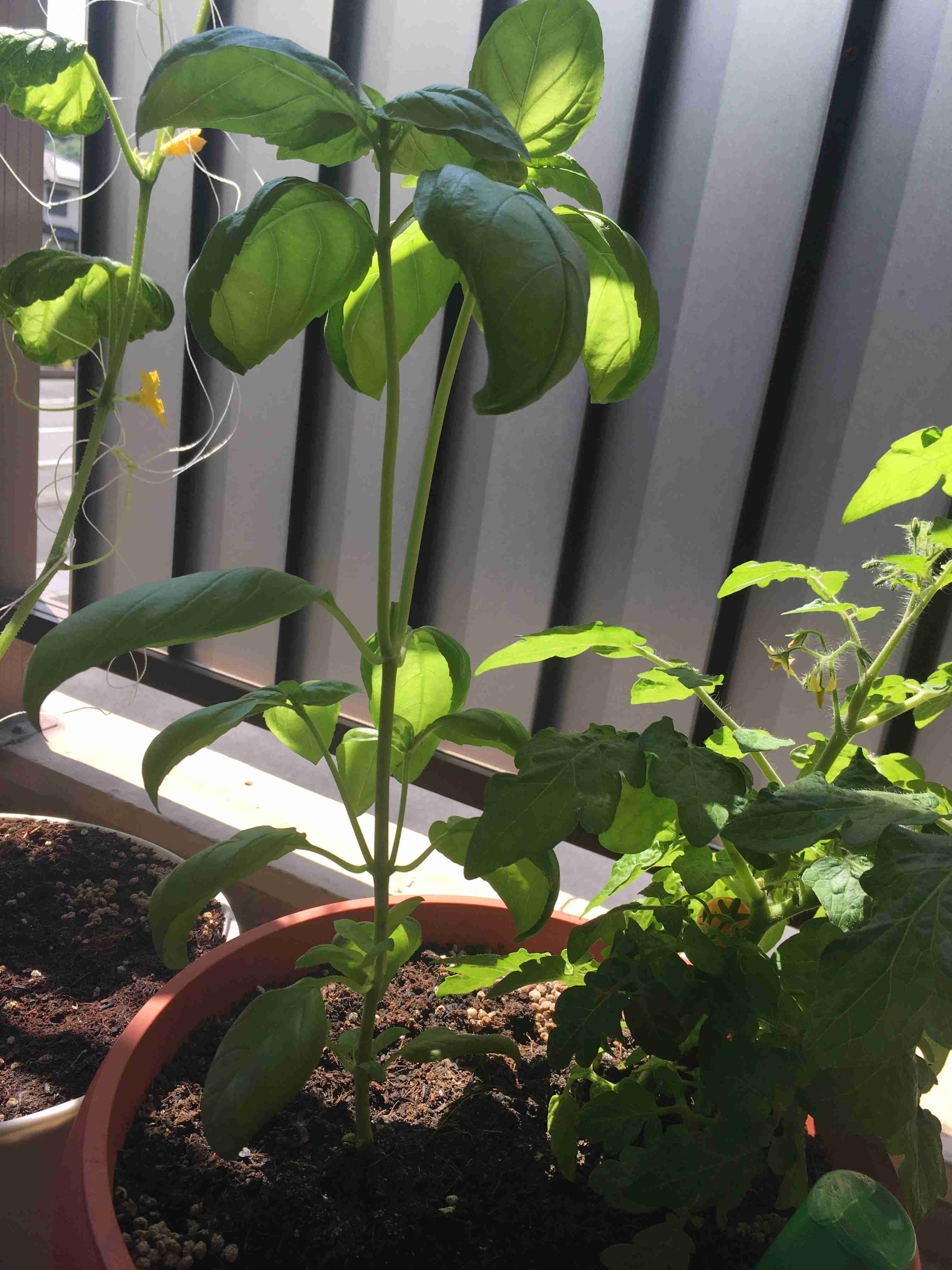 ベランダ菜園してる人
