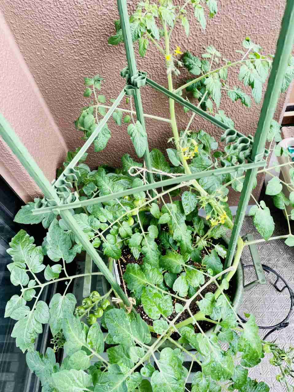 ベランダ菜園してる人