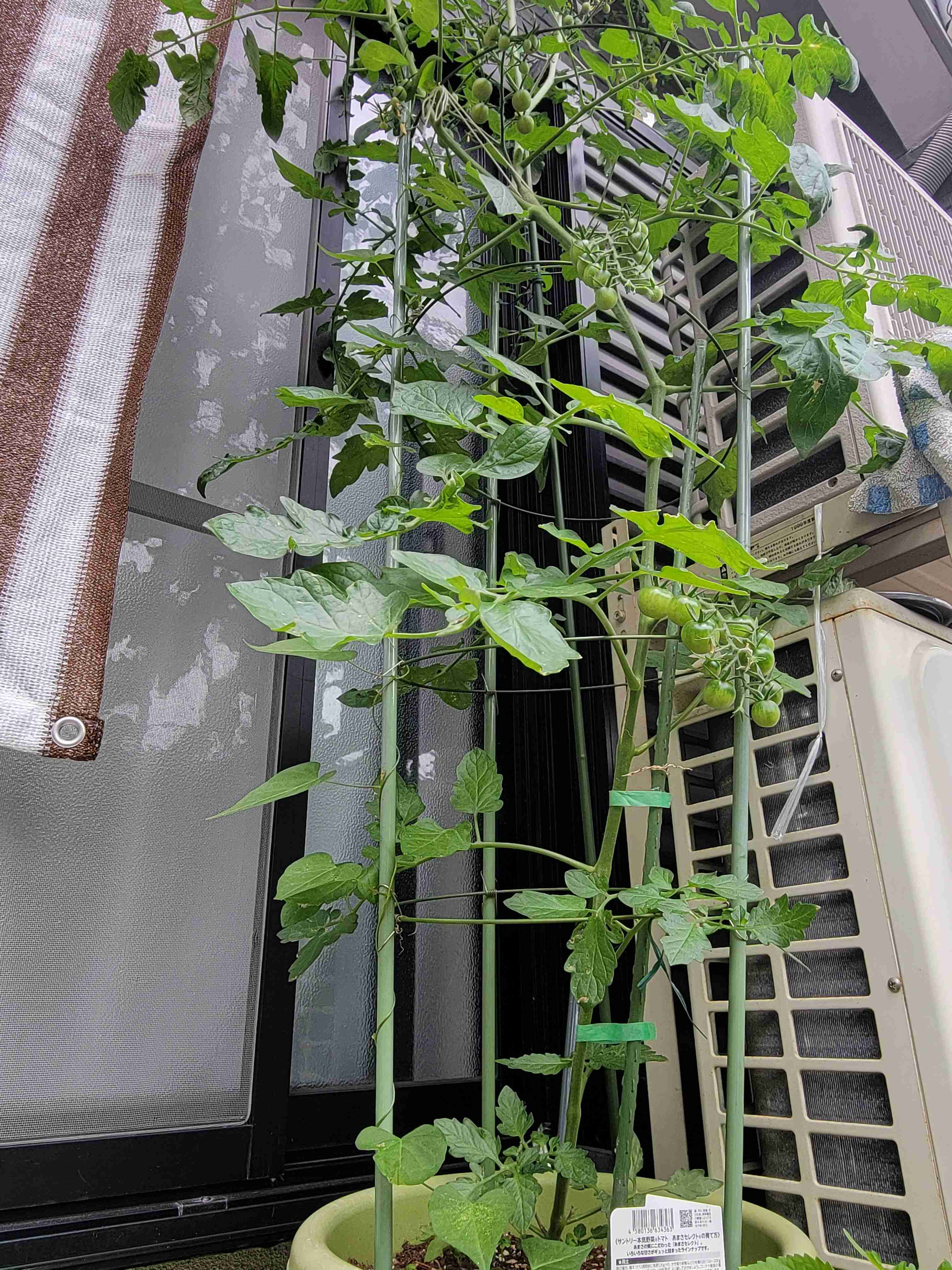 ベランダ菜園してる人