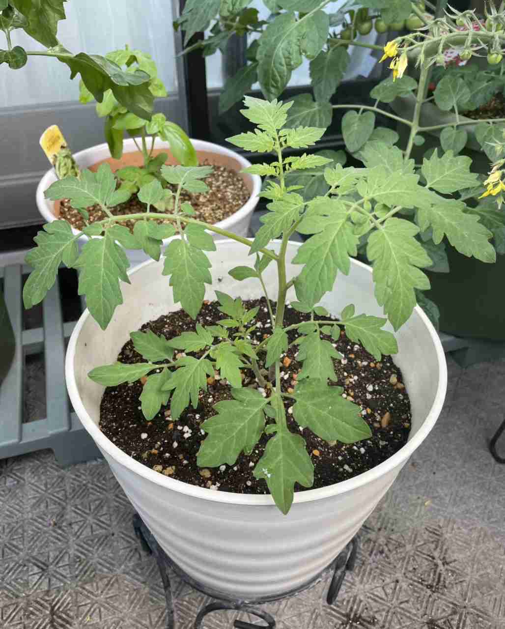 ベランダ菜園してる人