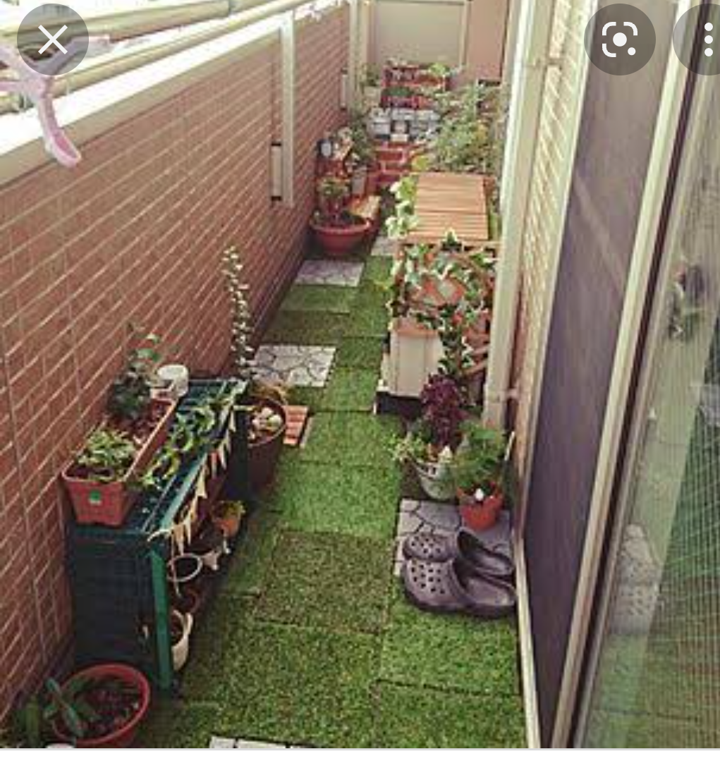 ベランダ菜園してる人