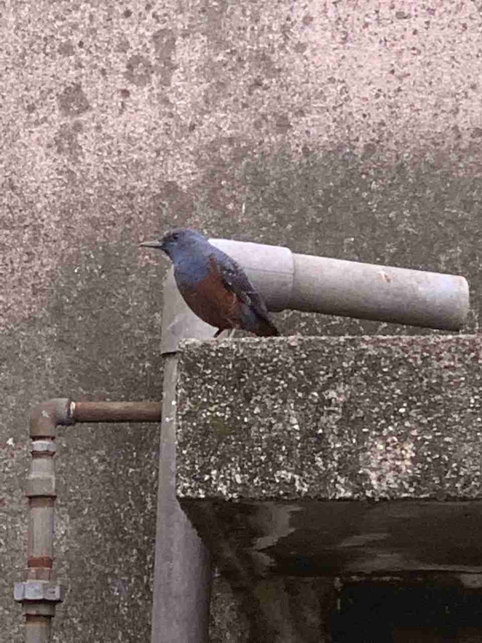 卵を奪われたか? 怒りに満ちた鳥たちが1匹のヘビを襲う(南ア)