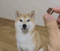 【こんなご時世だし】おもしろいGIFを貼るトピ【part2】