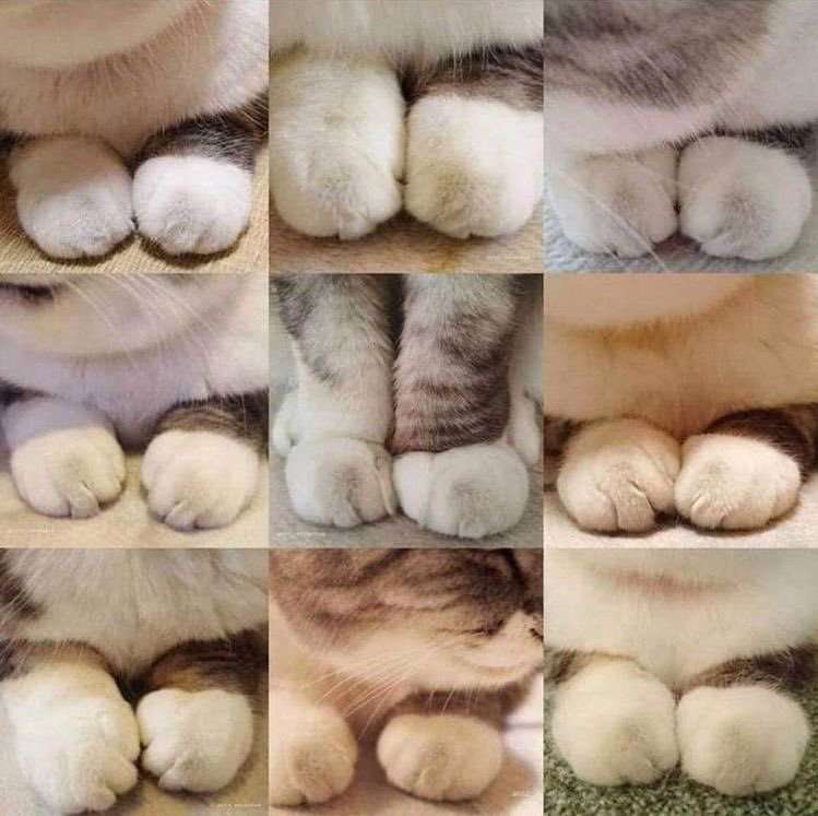 【ジャンル不問】夢に出てきてほしい物の画像を貼って寝るトピ