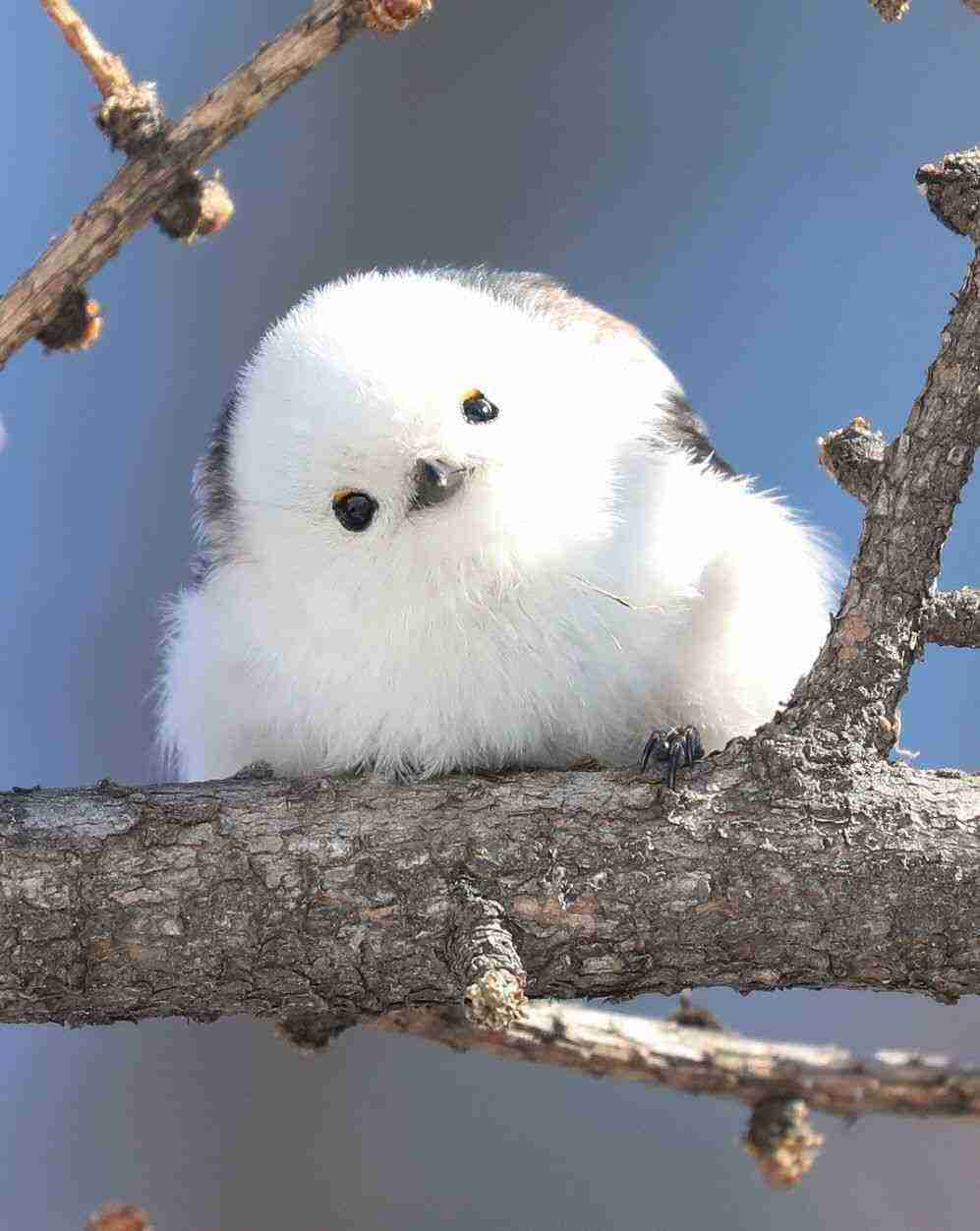 【ジャンル不問】夢に出てきてほしい物の画像を貼って寝るトピ