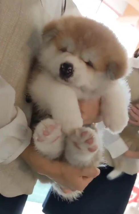 【ジャンル不問】夢に出てきてほしい物の画像を貼って寝るトピ