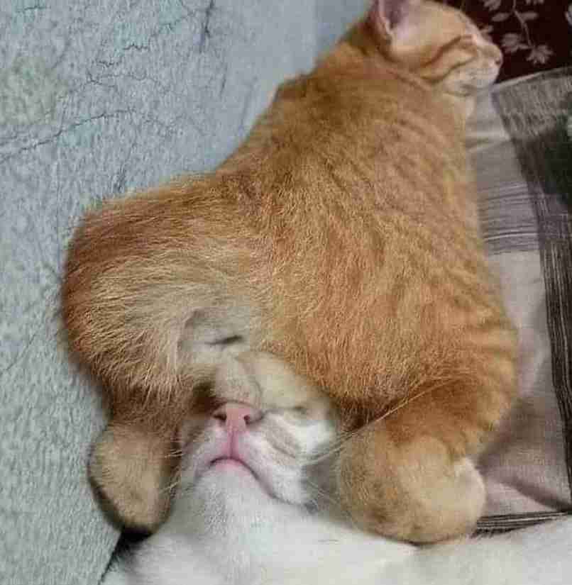 寝る前にクスッとする画像part2