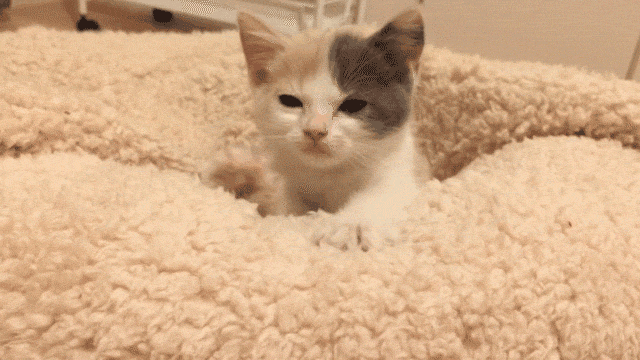 【ネタ可】猫ふみふみされたい!【方法】