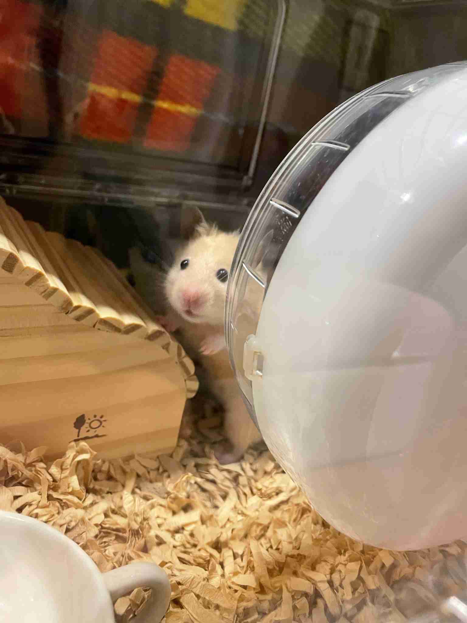 ハムスターを飼いたいけれど、流血するほど噛むことがあるの？気性の問題？＜ハムスター飼育の注意点＞