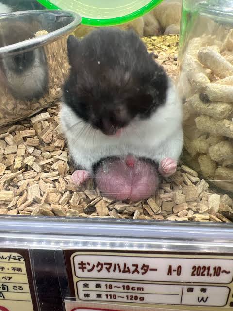 ハムスターを飼いたいけれど、流血するほど噛むことがあるの？気性の問題？＜ハムスター飼育の注意点＞