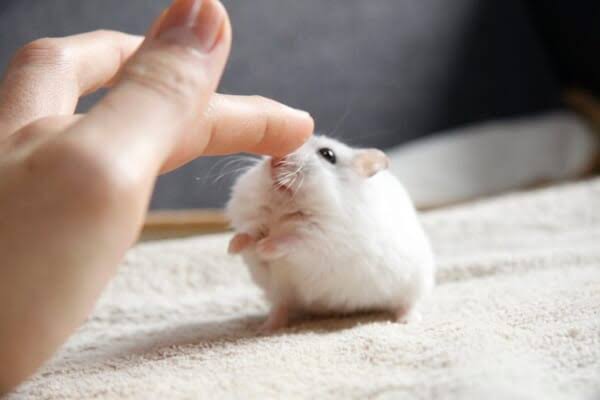 ハムスターを飼いたいけれど、流血するほど噛むことがあるの？気性の問題？＜ハムスター飼育の注意点＞