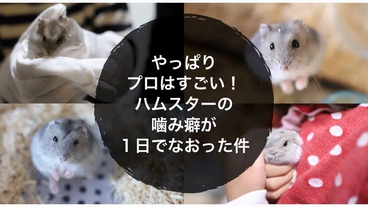 ハムスターを飼いたいけれど、流血するほど噛むことがあるの？気性の問題？＜ハムスター飼育の注意点＞