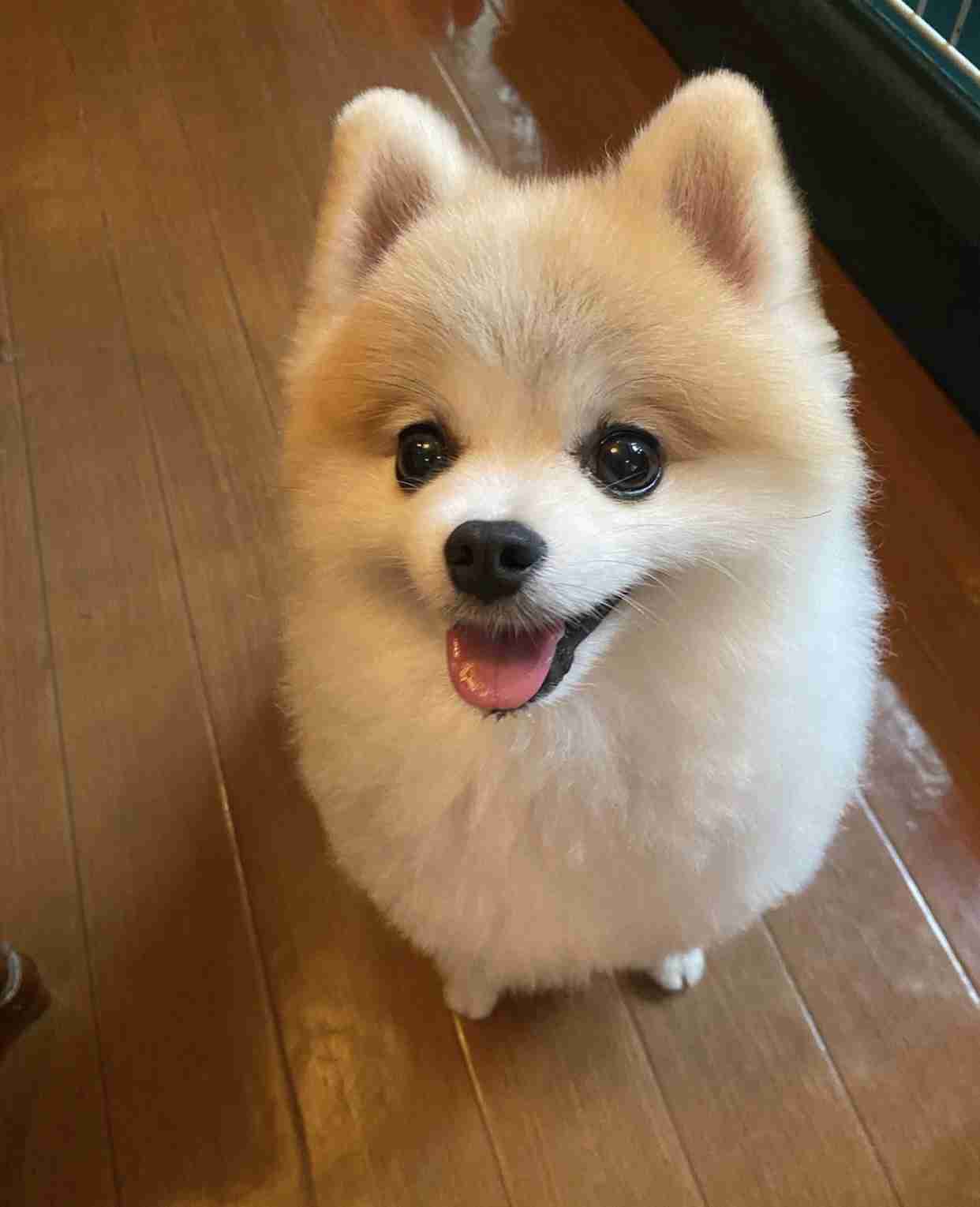 こんなにラブリーなモヒカン、見たことない！　シャンプー前のポメラニアンが可愛すぎる