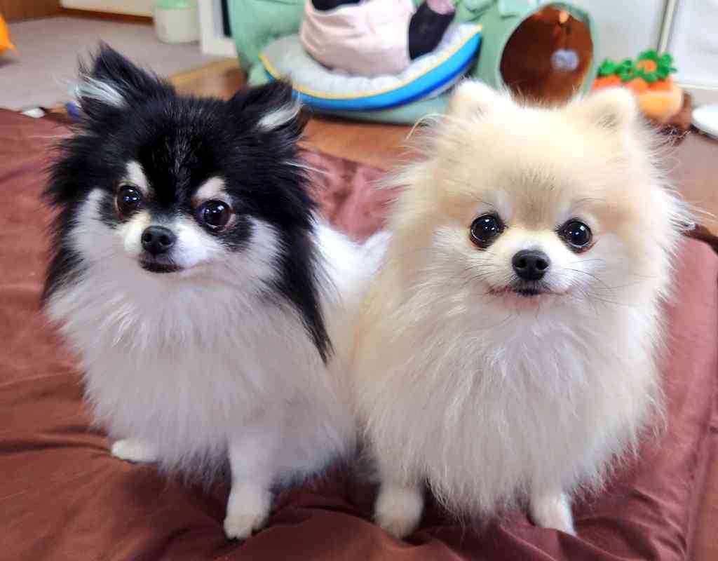こんなにラブリーなモヒカン、見たことない！　シャンプー前のポメラニアンが可愛すぎる
