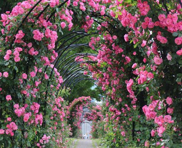 桃井かおり　LAの自宅庭がオシャレの極み「バラの香りで目が覚めた」に「映画見たい」