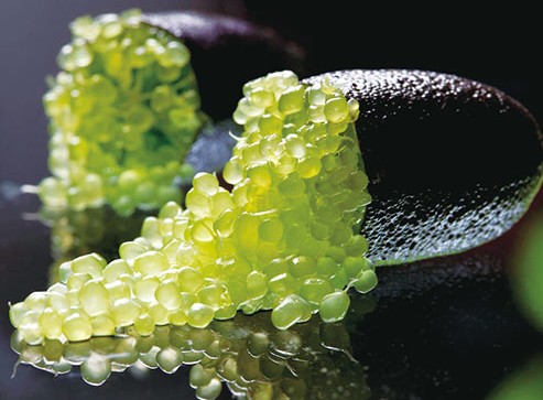 食べてみたい食べ物を書くと、食べたことある人が感想を教えてくれるトピ