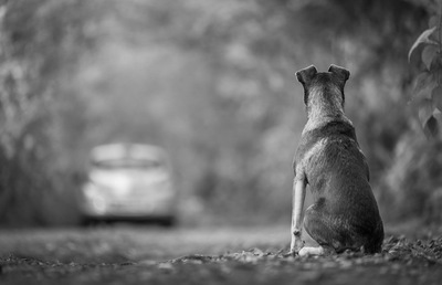 愛情表現が多い「犬系彼氏」と付き合うと幸せになれるって、本当なの?