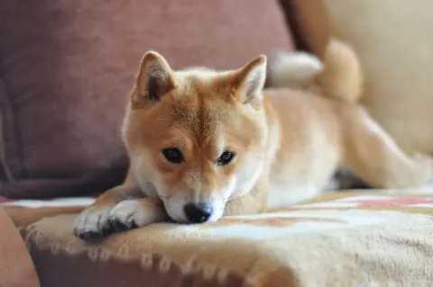 愛情表現が多い「犬系彼氏」と付き合うと幸せになれるって、本当なの?