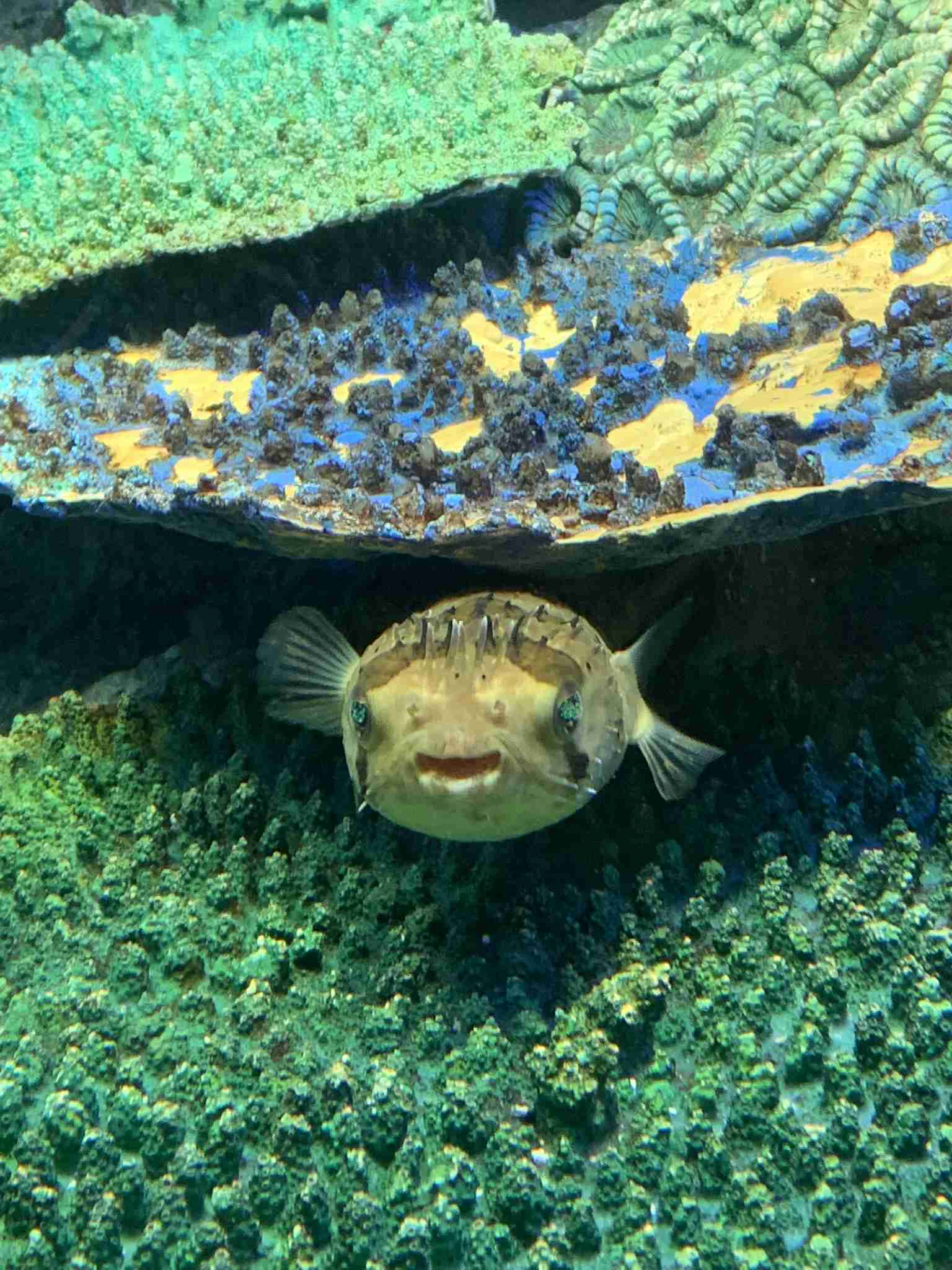 動物の画像だけで1000コメを目指すトピ Part2