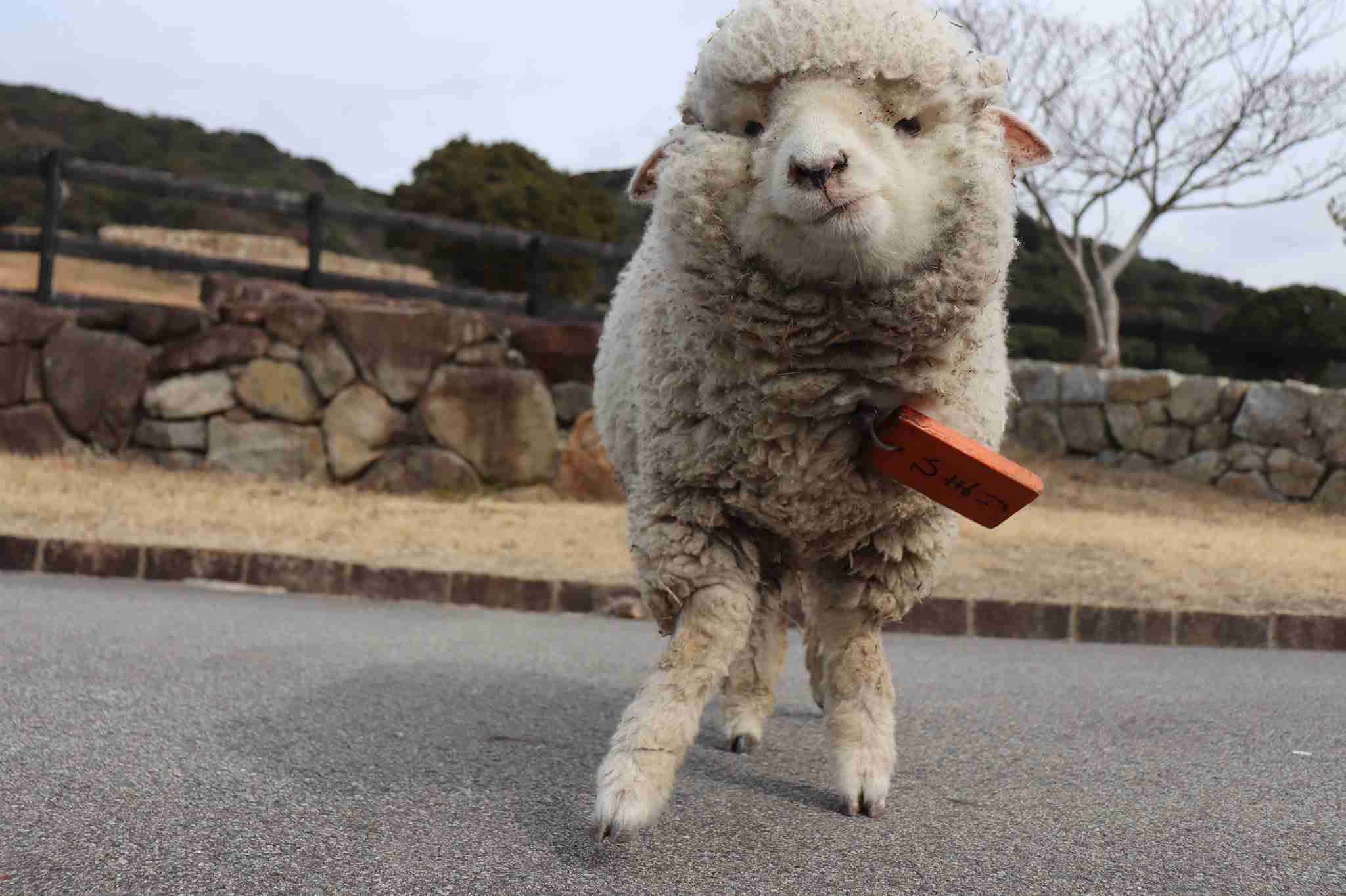 動物の画像だけで1000コメを目指すトピ Part2