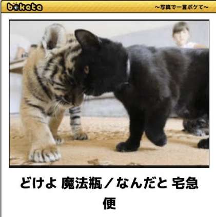 動物の画像だけで1000コメを目指すトピ Part2
