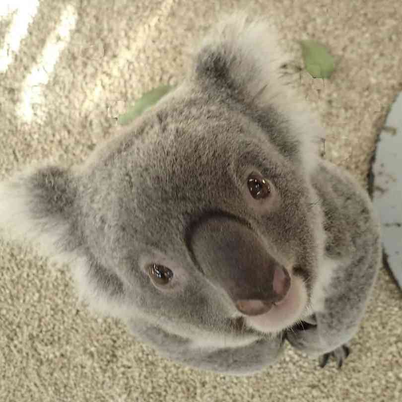動物の画像だけで1000コメを目指すトピ Part2