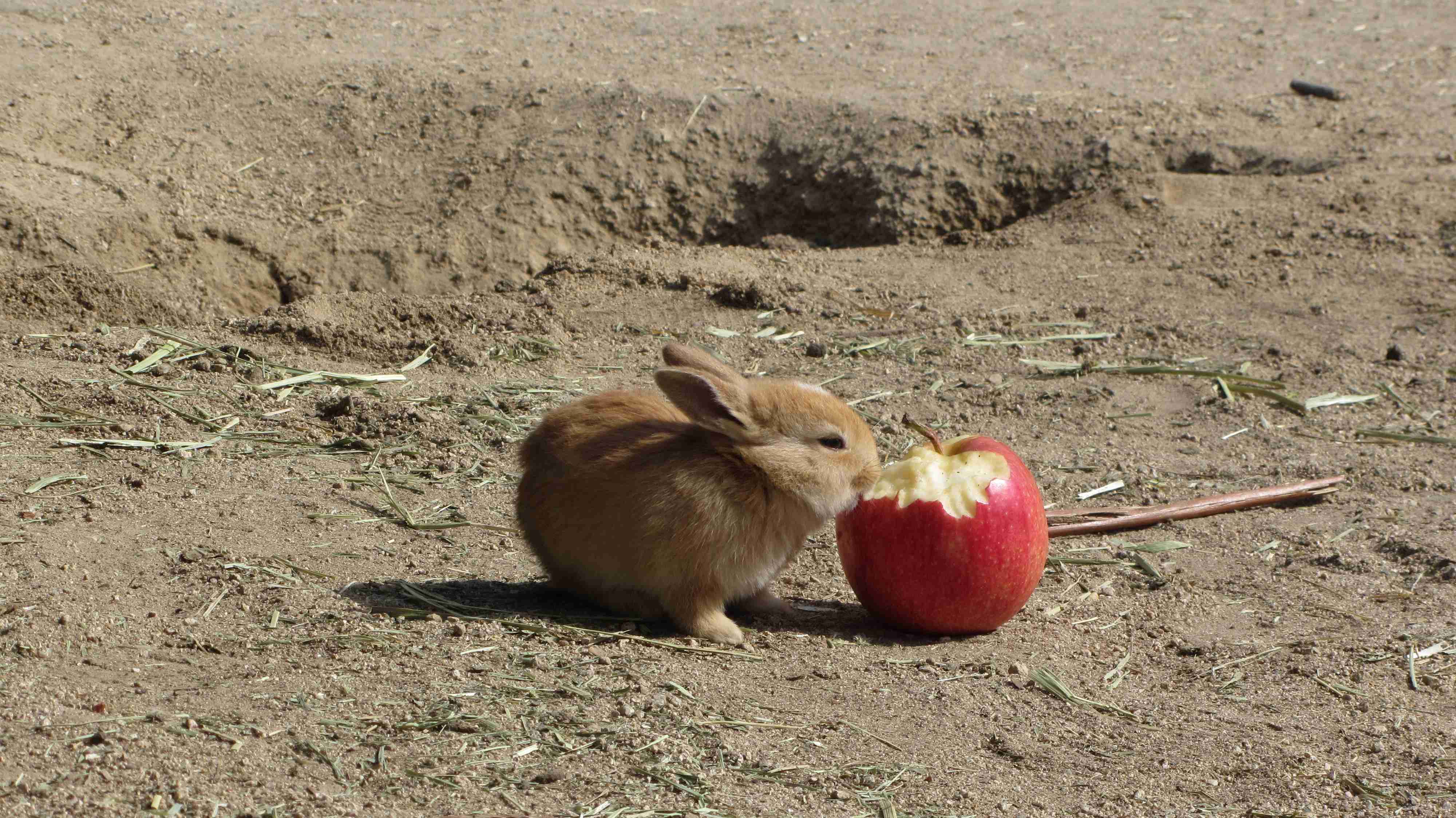 動物の画像だけで1000コメを目指すトピ Part2