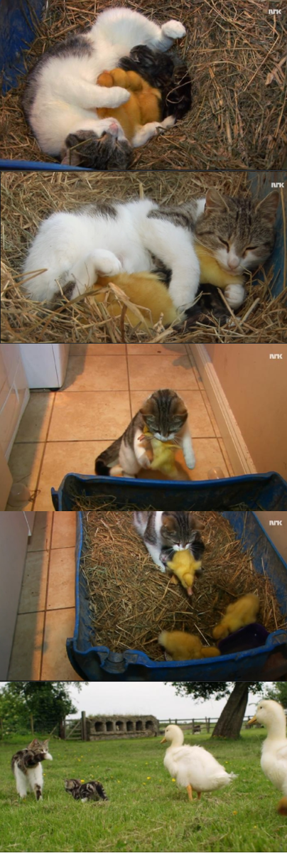 動物の画像だけで1000コメを目指すトピ Part2