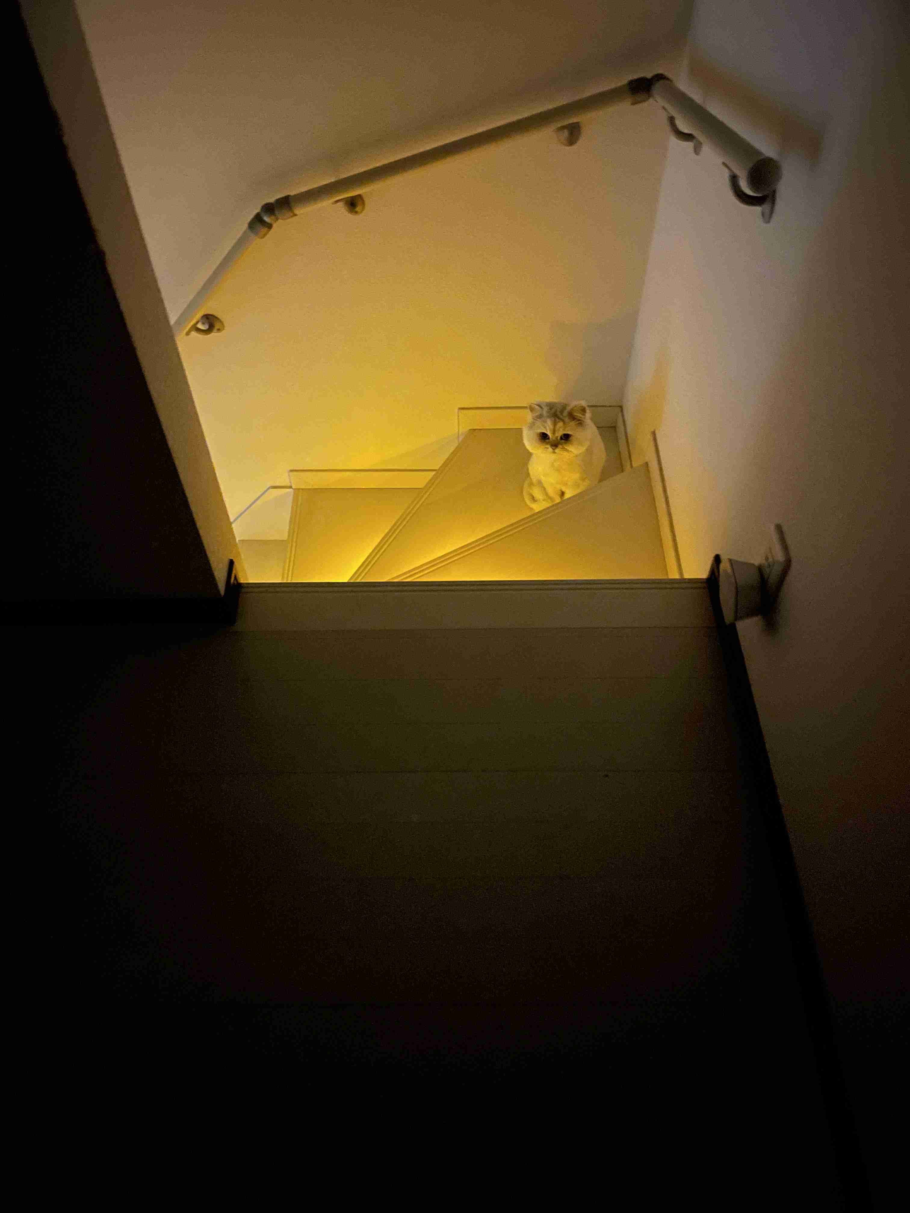 動物の画像だけで1000コメを目指すトピ Part2