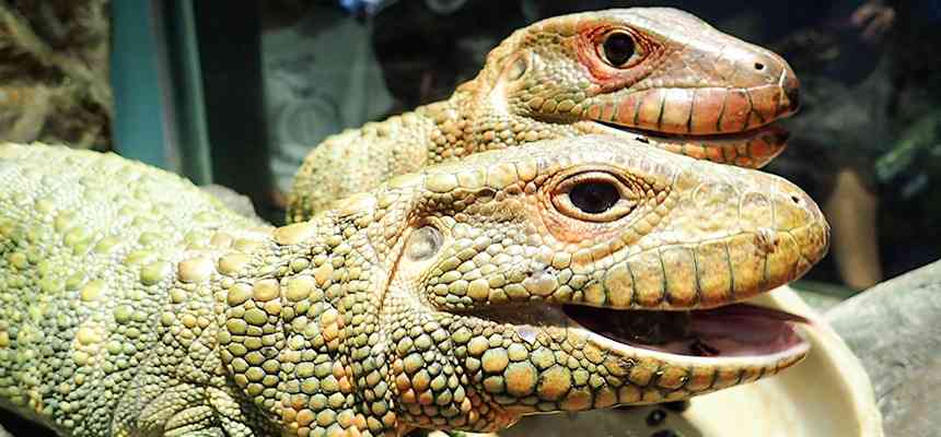 動物の画像だけで1000コメを目指すトピ Part2