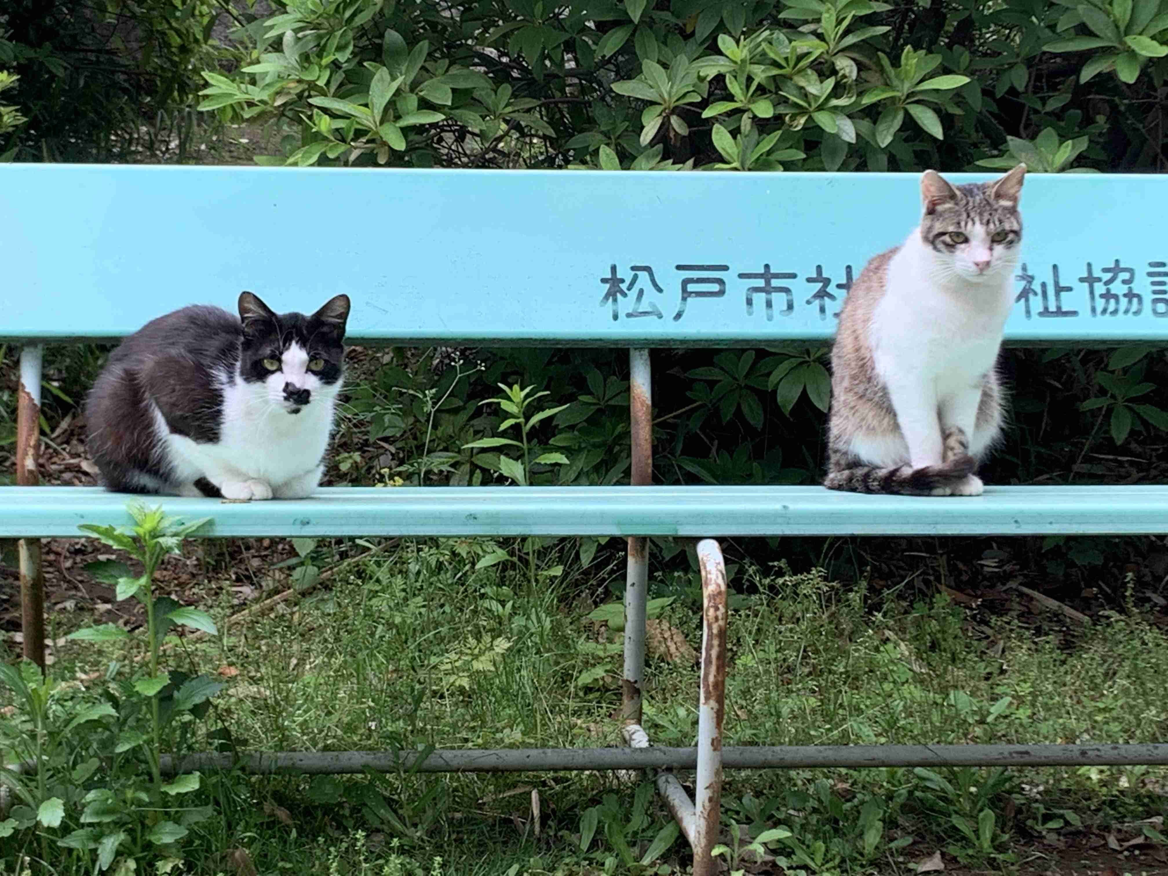 動物の画像だけで1000コメを目指すトピ Part2