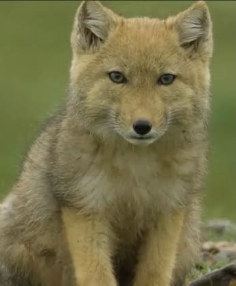 動物の画像だけで1000コメを目指すトピ Part2