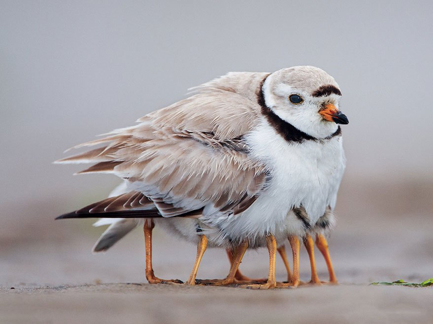 動物の画像だけで1000コメを目指すトピ Part2