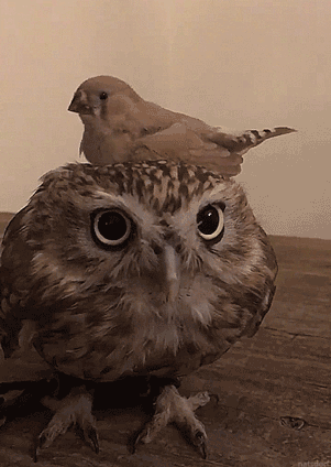 動物の画像だけで1000コメを目指すトピ Part2