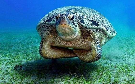 動物の画像だけで1000コメを目指すトピ Part2